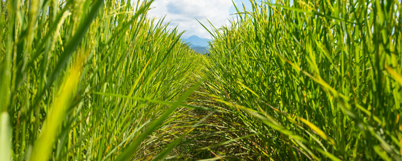 19年水稻补贴还有吗