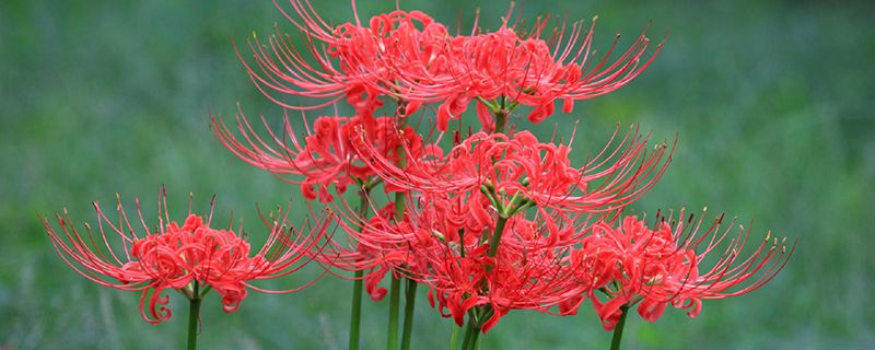 彼岸花长在哪里