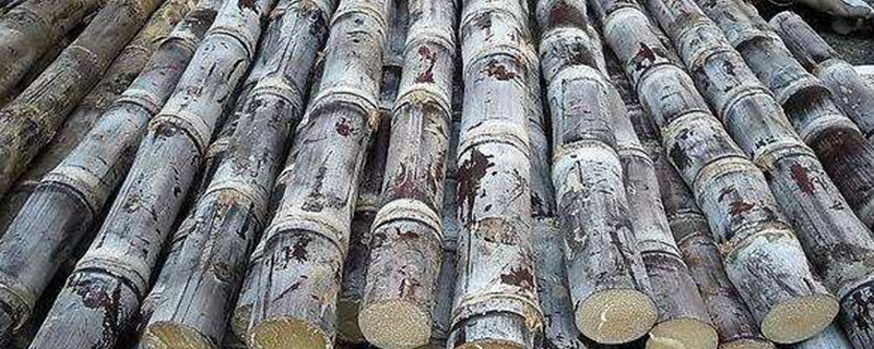 重庆主要的经济植物