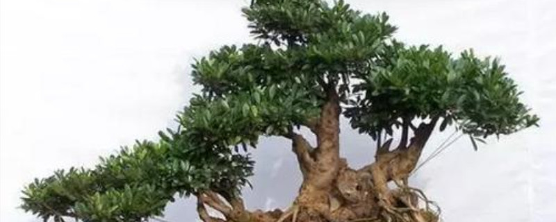 中华蚊母盆景几天浇水一次