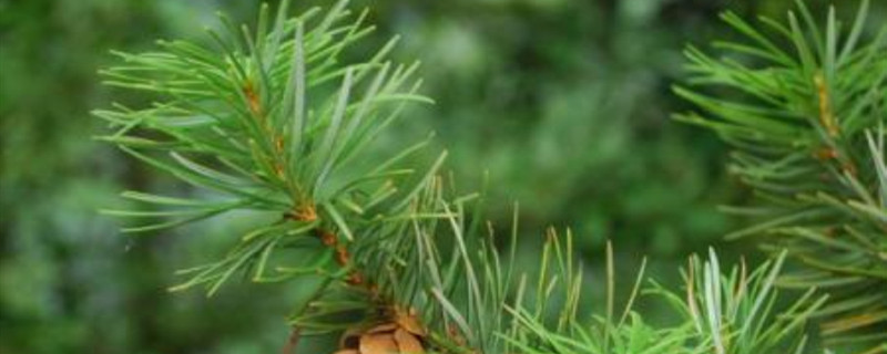 中国重要的植物