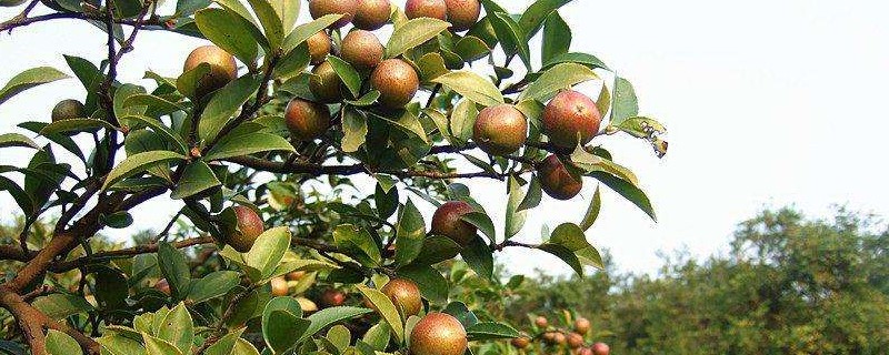 种茶油树一亩多少收益