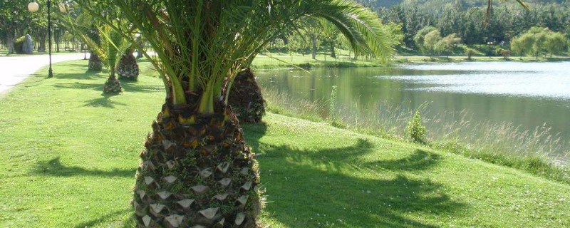 种铁树有什么讲究