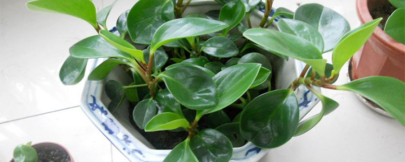 碧绿的叶子像什么