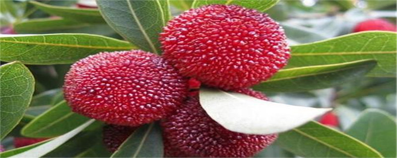 杨梅树北方可以种植吗