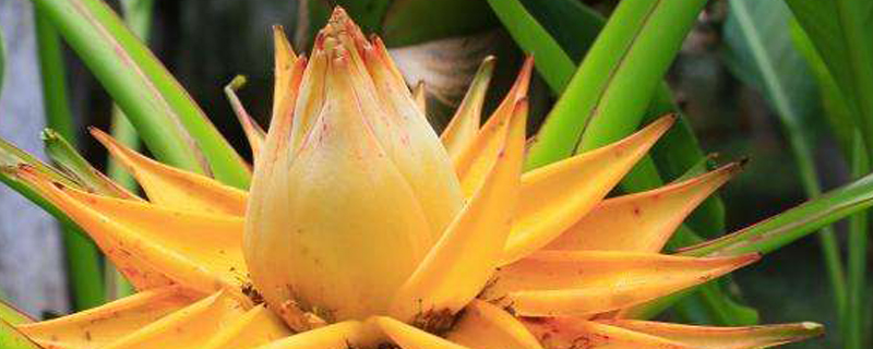 像芭蕉叶子的植物