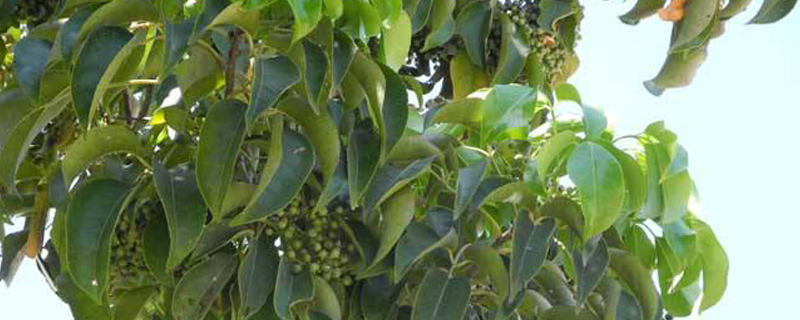 香樟树的资料介绍