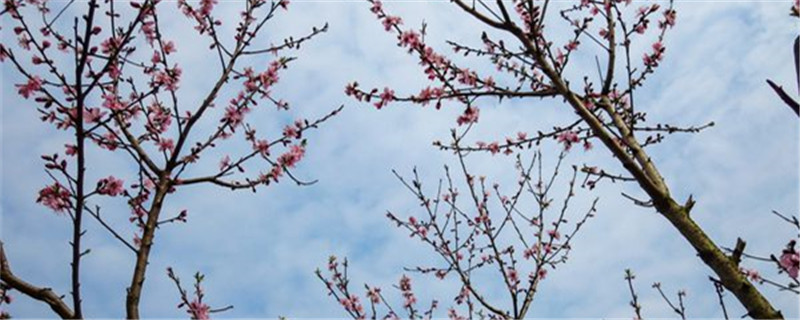 桃树先开花还是先长叶