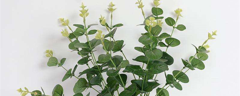 尤加利的种植方法