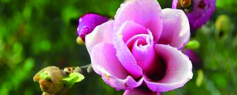 吴家后山辛夷花几月开