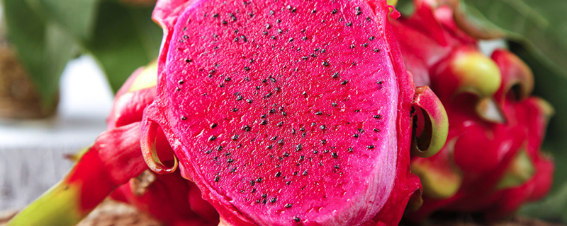 湖南能种火龙果吗