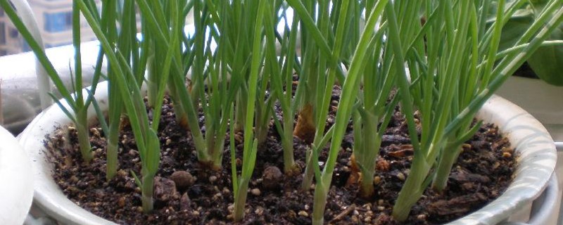 如何种蒜苗盆栽