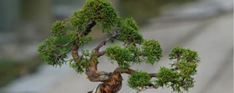 日本系鱼川真柏怎么养