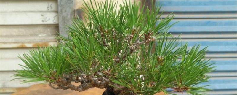 日本三河黑松的特点