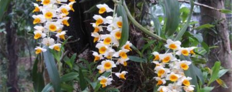 球花石斛怎么养