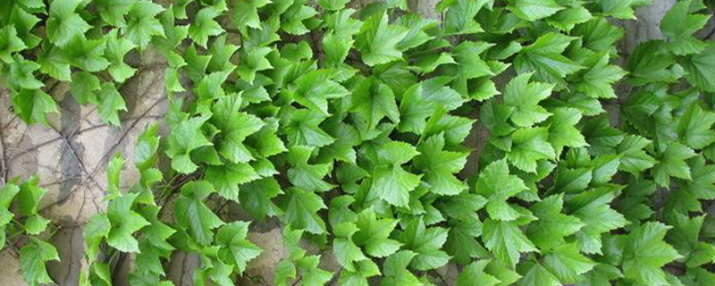 爬山虎冬天会落叶吗