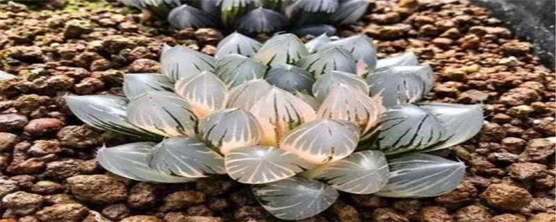 属虎的幸运盆栽