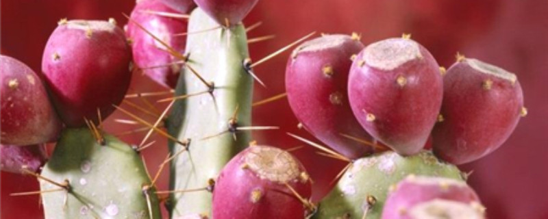 仙人掌果什么味道