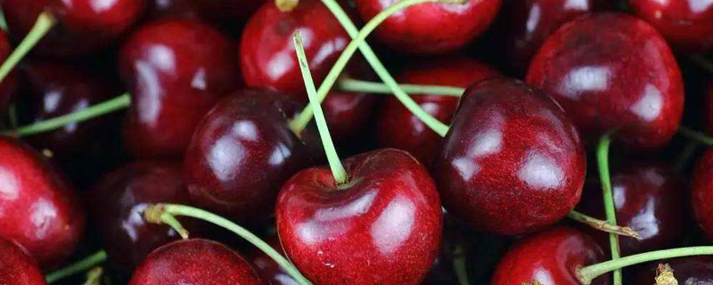 南方能种车厘子吗