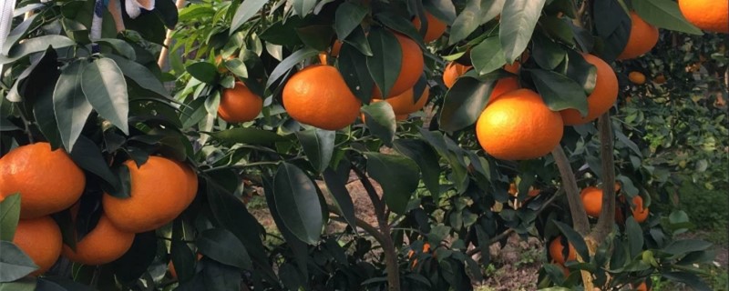 怎么种植甘平柑橘