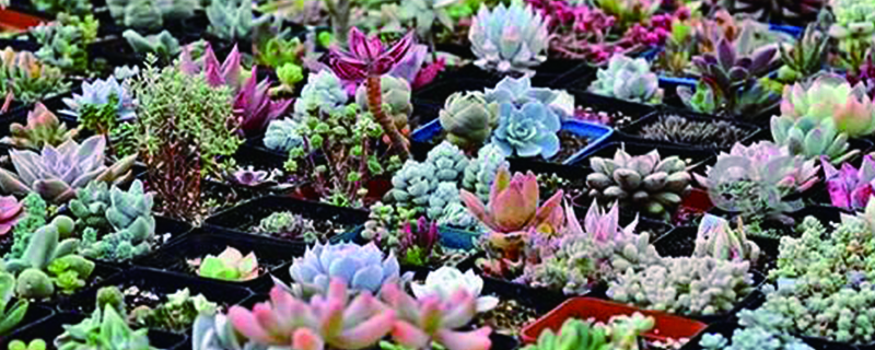 容易度夏又好看的多肉品种有哪些