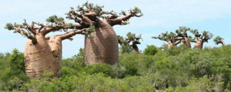 面包树和猴面包树区别