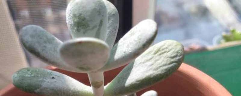 乒乓福娘叶子干瘪褶皱怎么办