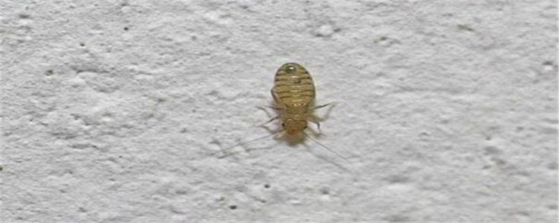 白色像灰尘一样的虫子是什么