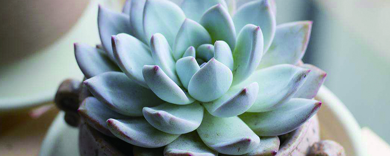 多肉摊大饼怎么恢复