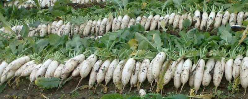 萝卜开花预示什么