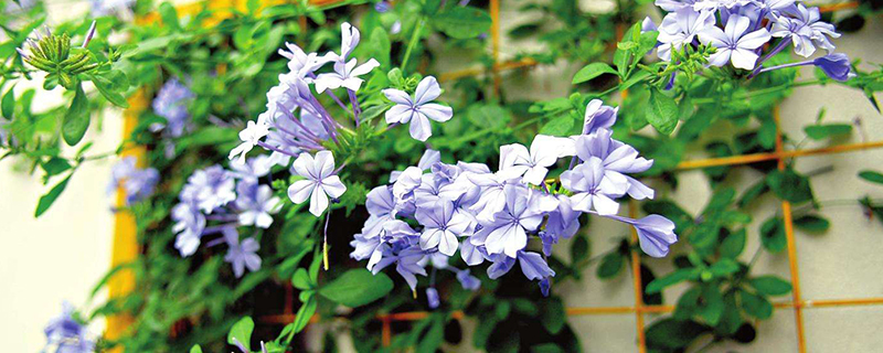 六倍利可以种几年