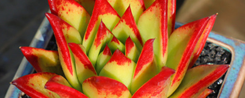 多肉东云系有哪些品种