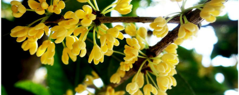 桂树的外形特征和作用