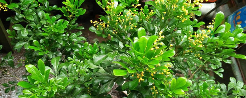 米兰叶子发黑怎么办