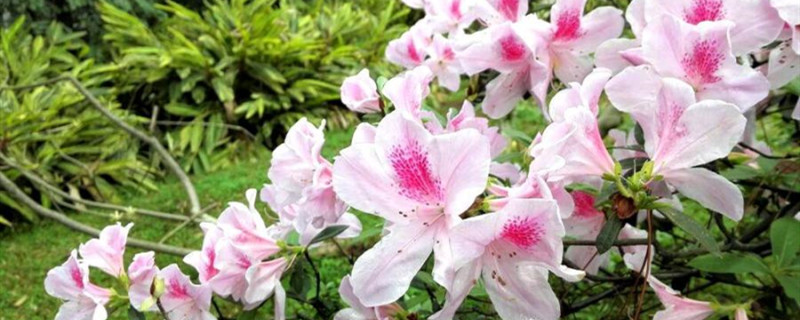 毛杜鹃一年开几次花