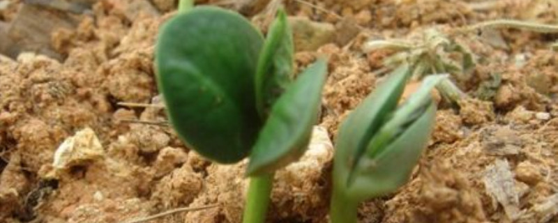 黄豆发芽的过程