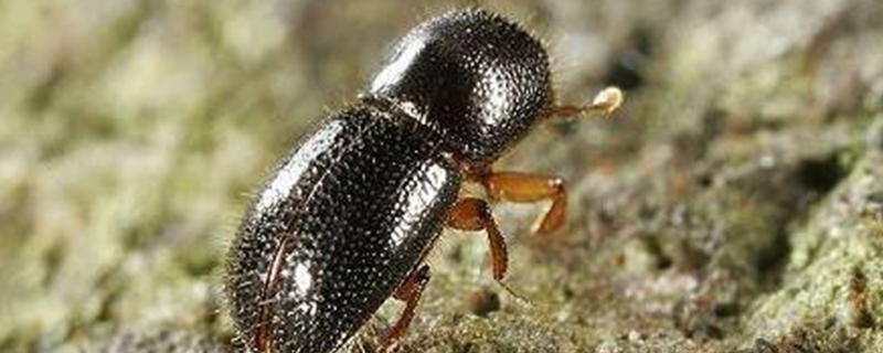 粉蠹虫用什么能灭绝