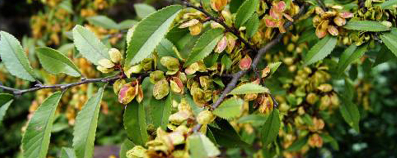 榆树疙瘩如何养成