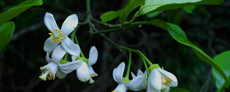 柚子花什么时候开