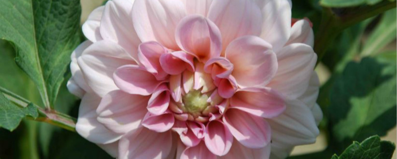 大丽菊花语是什么