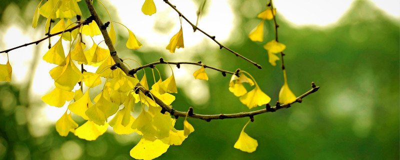 银杏树生长规律