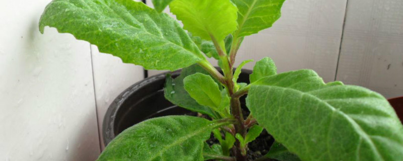 田七掐枝怎样盆栽