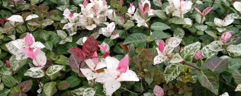 花叶络石是什么