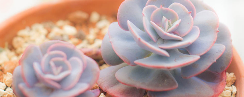 红粉台阁的养殖方法