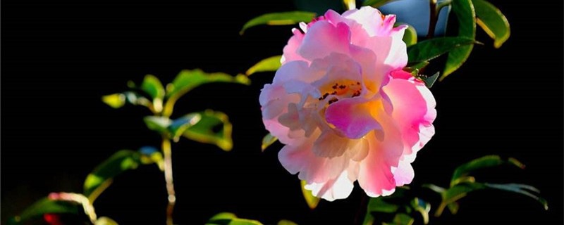 滇山茶怎么管理