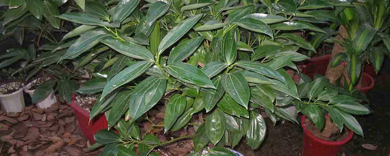 富贵树放客厅什么位置