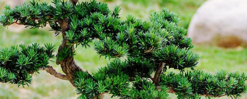 罗汉松好养活吗