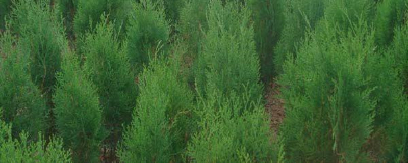 黑松小苗怎样矮化