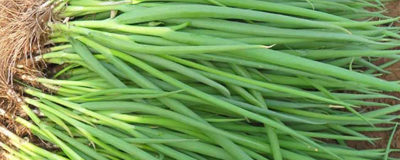 怎么让小葱粗壮