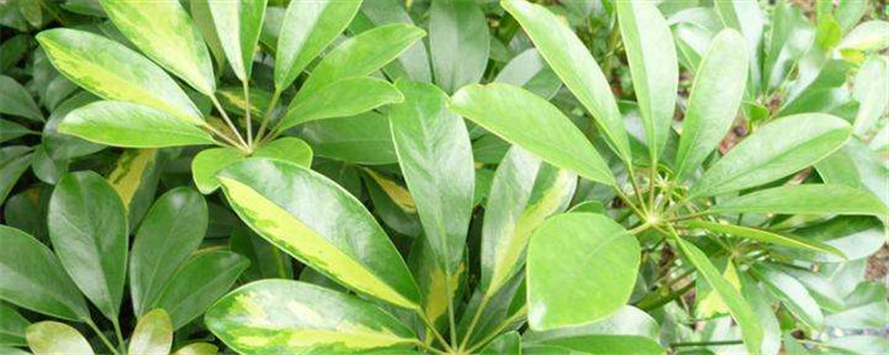 龟背竹喜欢酸性土壤吗